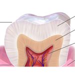 جایگاه مینای دندان در آناتومی دندان را بشناسید
