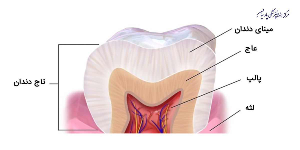جایگاه مینای دندان در آناتومی دندان را بشناسید